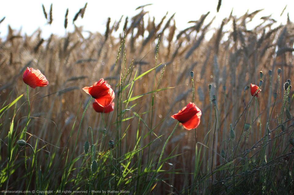 Urban_and_Agriculture-Photo_by_Matteo_Ratini-All_rights_reserved_10-2