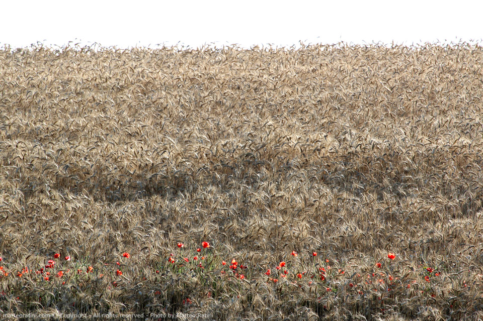 Urban_and_Agriculture-Photo_by_Matteo_Ratini-All_rights_reserved_11