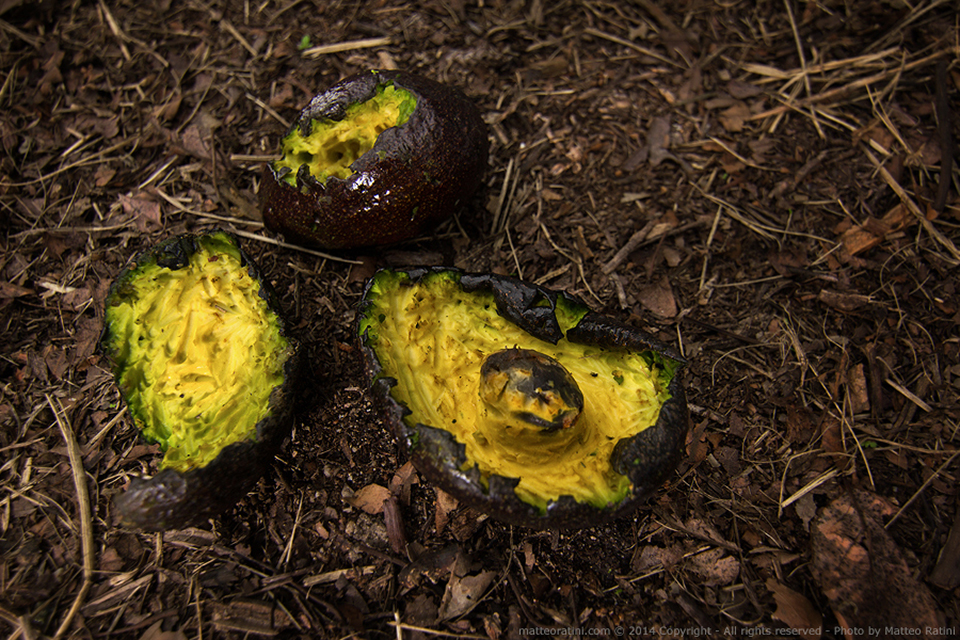 Australian_avocado_farm-Photo_by_Matteo_Ratini-All_rights_reserved-12