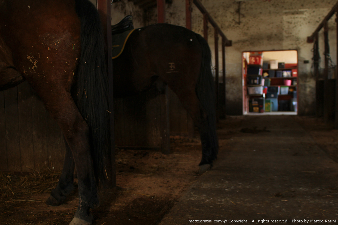 Hidden lifestyle behind the riding stables: men and horses ...
